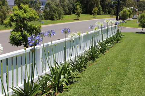 Red Waratah - Tweed Heads Accommodation 2