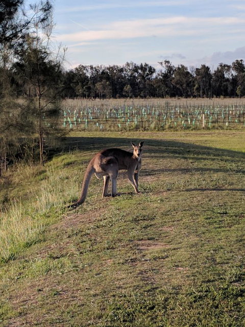 Madigan Wine Country Cottages - Tweed Heads Accommodation 7