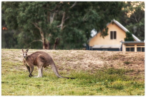 Madigan Wine Country Cottages - Tweed Heads Accommodation 4