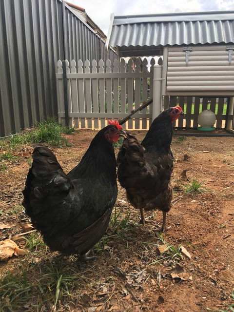 Thelma's Temora - Tweed Heads Accommodation 13