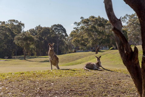 Horizons Retreat & Golf, Villa 133 - Tweed Heads Accommodation 18