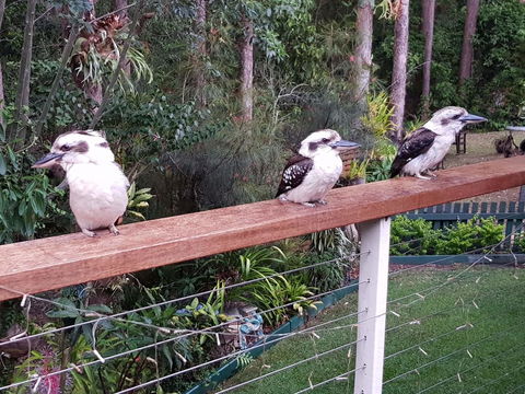 Buderim Forest Hideaway - Tweed Heads Accommodation 1