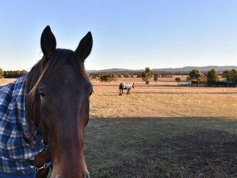 Clydesdale Cottage On Talga With Real Clydesdale Horses - Tweed Heads Accommodation 0