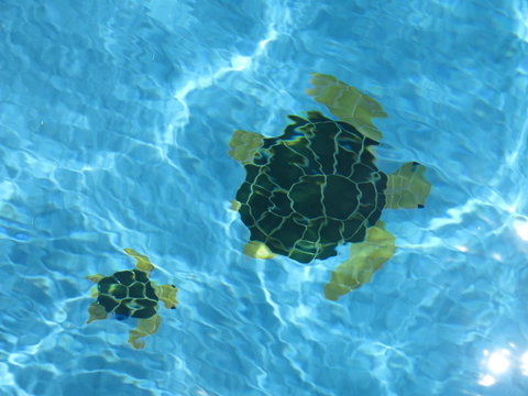 Coogee WA Accomodation - Tweed Heads Accommodation 1