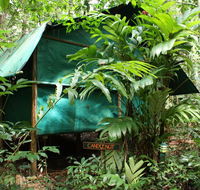 Daintree Crocodylus - Tweed Heads Accommodation
