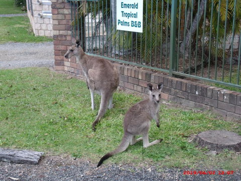 Emerald Tropical Palms B & B - Tweed Heads Accommodation 1