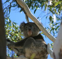 Levi Park Caravan Park - Tweed Heads Accommodation