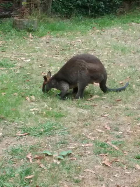 Lyrebird Gully Retreat - Tweed Heads Accommodation 1