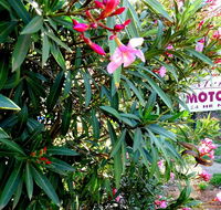 Mercury motor inn - Tweed Heads Accommodation