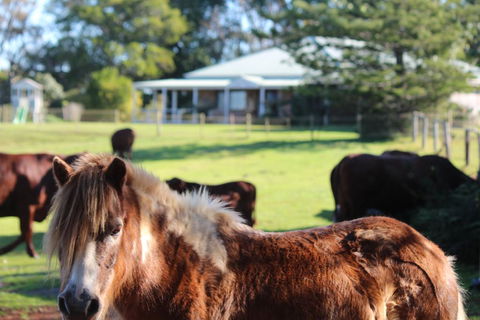Montville House On The Hill - Tweed Heads Accommodation 2