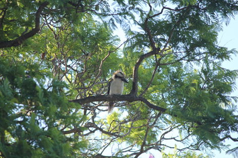 Jacaranda Hideaway Bed & Breakfast - Tweed Heads Accommodation 0