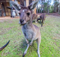 Yelverton Brook Eco Spa Retreat  Conservation Sanctuary - Tweed Heads Accommodation