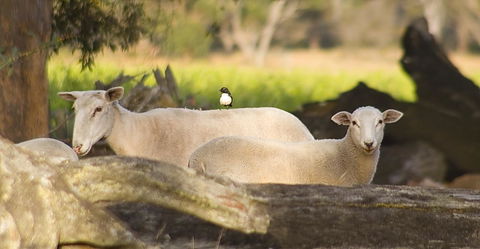 SilverSprings Spa Retreat Pet Friendly Cottages And Glampings - Tweed Heads Accommodation 1