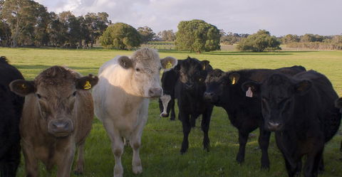 SilverSprings Spa Retreat Pet Friendly Cottages And Glampings - Tweed Heads Accommodation 16