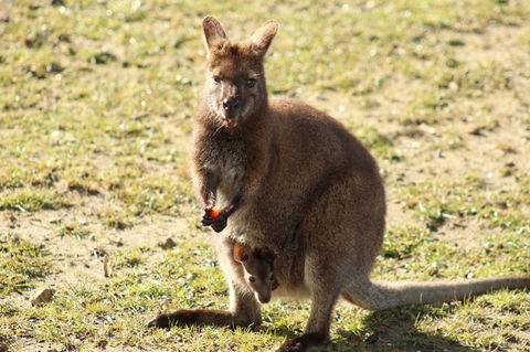 Tamar Solar Home - Tweed Heads Accommodation 4