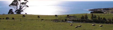 Penguin Seaside Farm - Tweed Heads Accommodation 2