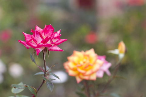 Swansea Cottages & Lodge Suites - Tweed Heads Accommodation 12