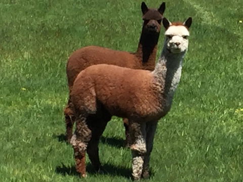Raynella Alpaca Farmstay - Tweed Heads Accommodation 3