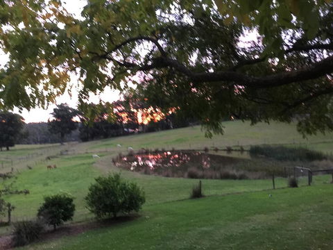 Raynella Alpaca Farmstay - Tweed Heads Accommodation 2