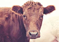 Book Weetulta Accommodation Vacations Tweed Heads Accommodation Tweed Heads Accommodation