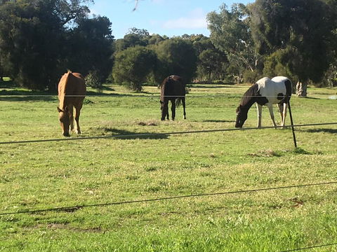 Shetland Park Chalets - Tweed Heads Accommodation 1