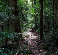 Springbrook Lyrebird Retreat - Tweed Heads Accommodation