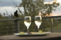 Book Forest Hill Accommodation Vacations Tweed Heads Accommodation Tweed Heads Accommodation