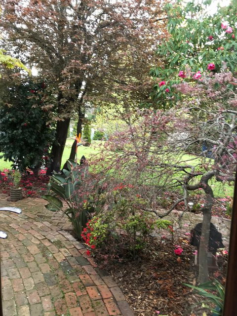 Stony Rise Cottage B&B - Tweed Heads Accommodation 1