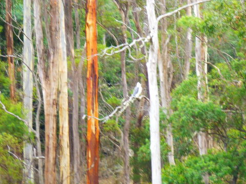 Quamby Pines Chalet - Tweed Heads Accommodation 11