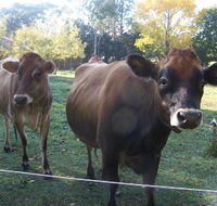 Drumreagh Bed  Breakfast Cabins - Tweed Heads Accommodation
