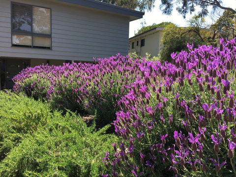 Kookas Retreat - Tweed Heads Accommodation 14