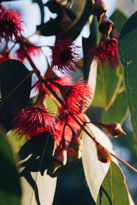 Dunkeld Studio Accommodation - Tweed Heads Accommodation 20