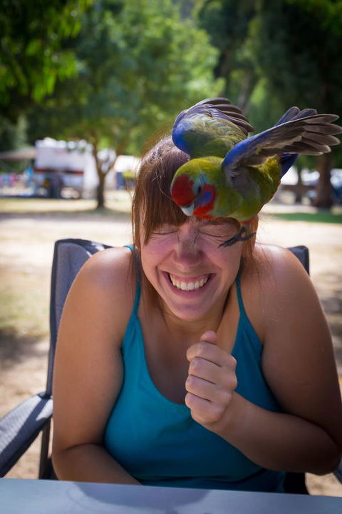 Halls Gap Lakeside Tourist Park - Tweed Heads Accommodation 5