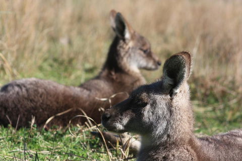Halls Gap Lakeside Tourist Park - Tweed Heads Accommodation 2