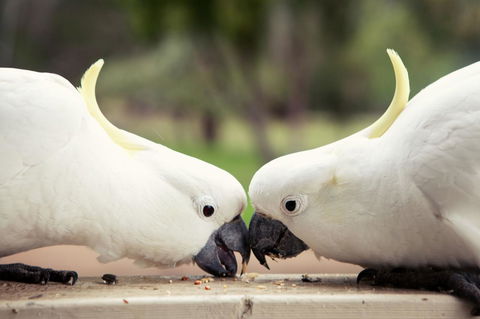 Halls Gap Lakeside Tourist Park - Tweed Heads Accommodation 9