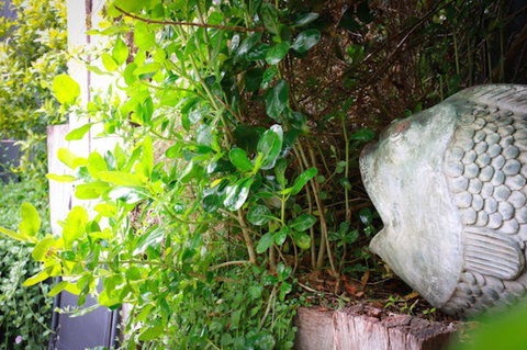 Capella Villa No. 4 - Stunning Luxury Decor Inside And Out - Tweed Heads Accommodation 15