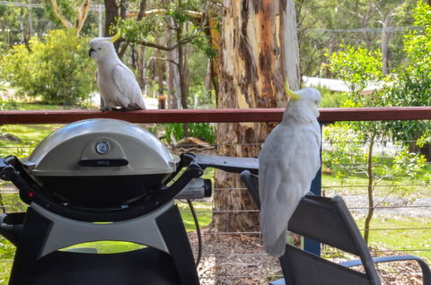 Blue Ridge Retreat - Tweed Heads Accommodation 3