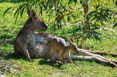Blue Ridge Retreat - Tweed Heads Accommodation 9