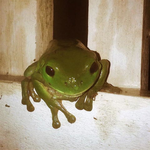 The Canungra Motel - Tweed Heads Accommodation 3