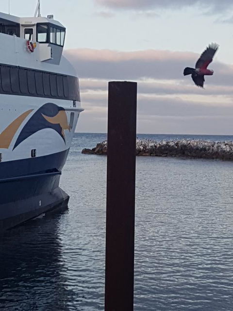 Trading Places Kangaroo Island - Tweed Heads Accommodation 2