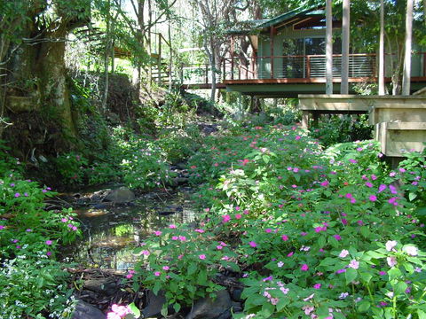 Treetops Montville - Tweed Heads Accommodation 0