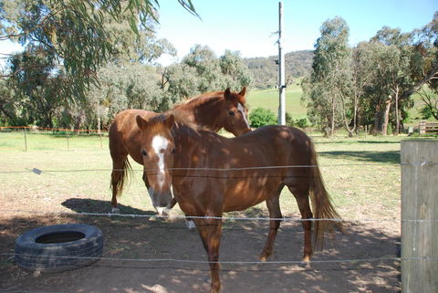 Bluegum Ridge Cottages - Tweed Heads Accommodation 34