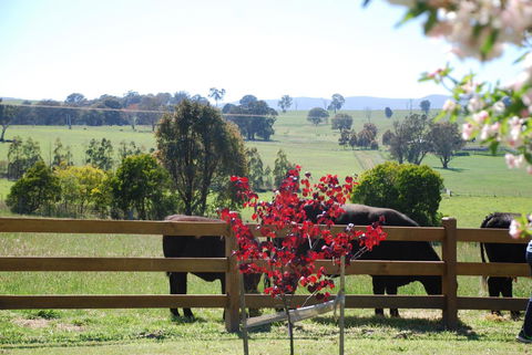 Bluegum Ridge Cottages - Tweed Heads Accommodation 33