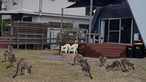 The A-Frame - Tweed Heads Accommodation 3