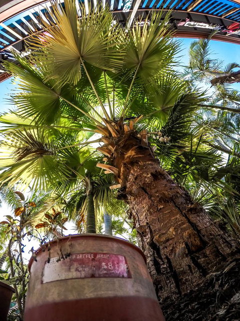 Cool Bananas Backpackers - Tweed Heads Accommodation 14