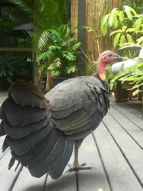 Noosa Hinterland Retreat - Tweed Heads Accommodation 9