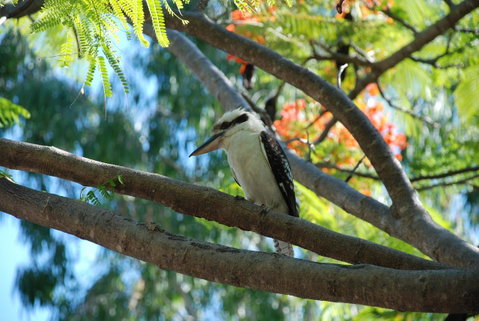 Sanctuary Palm Cove - Tweed Heads Accommodation 7