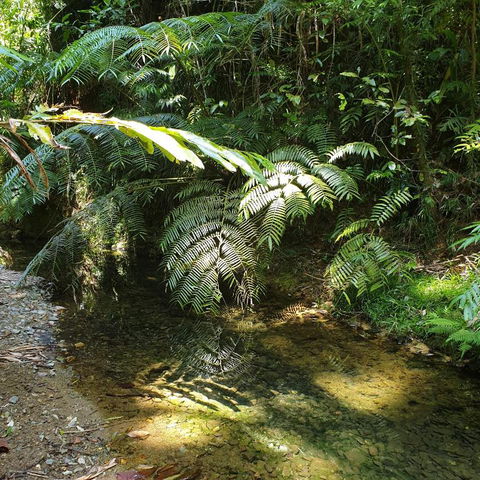 A Daintree Garden - Tweed Heads Accommodation 4