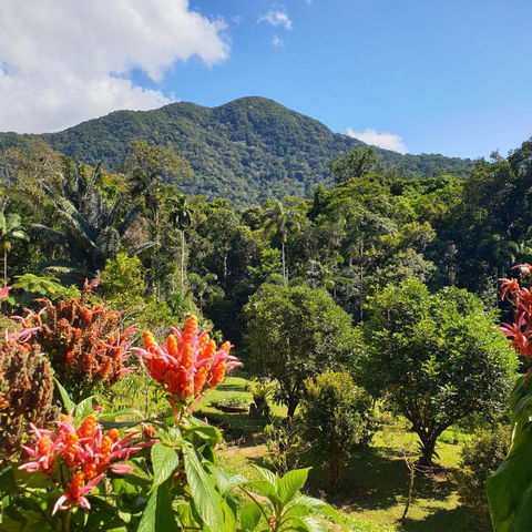 A Daintree Garden - Tweed Heads Accommodation 2
