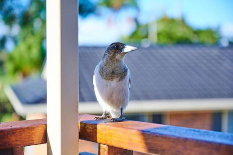 A Kids Dream & Paradise For Parents - Tweed Heads Accommodation 2